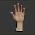 Realistic 3D Human Hand Model With Open Palm Detailed Texture And Reflection